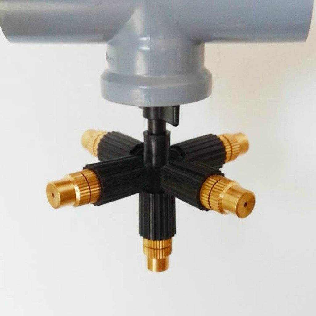 dau-phun-5-huong-tuoi-lan